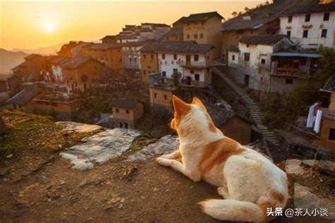 猫来家里好不好|猫进家门预示着什么风水？解读猫的吉凶寓意